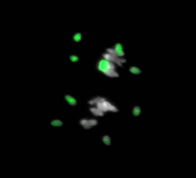 Dans cette cellule de l’hybride « allotriploïde » en méiose (AAC) -issu du croisement entre le colza AACC et la navette AA- on observe les 9 chromosomes du génome C non appariés en vert.