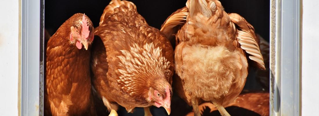 illustration Poultry farming: better understanding and treating an emerging infectious bacterium