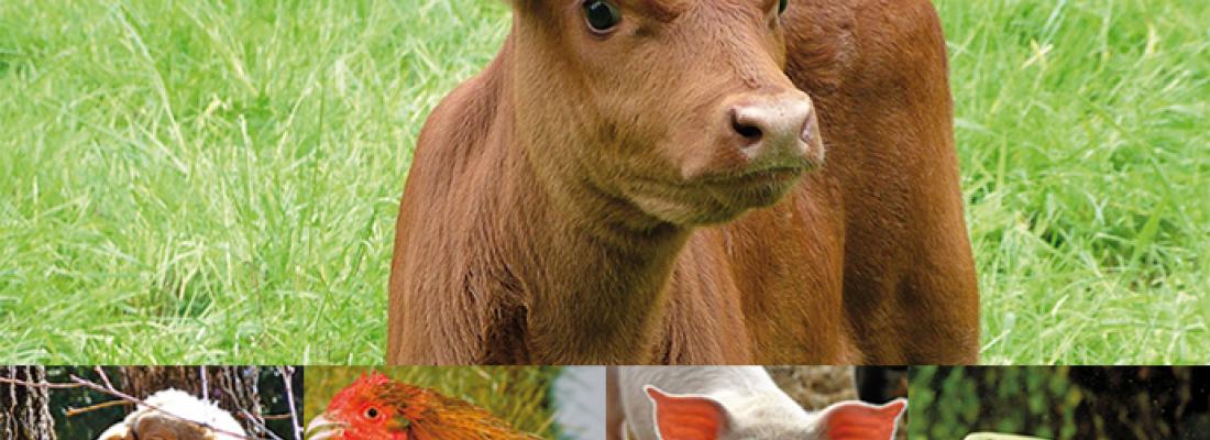 illustration  Douleurs animales : les identifier, les comprendre, les limiter chez les animaux d’élevage 