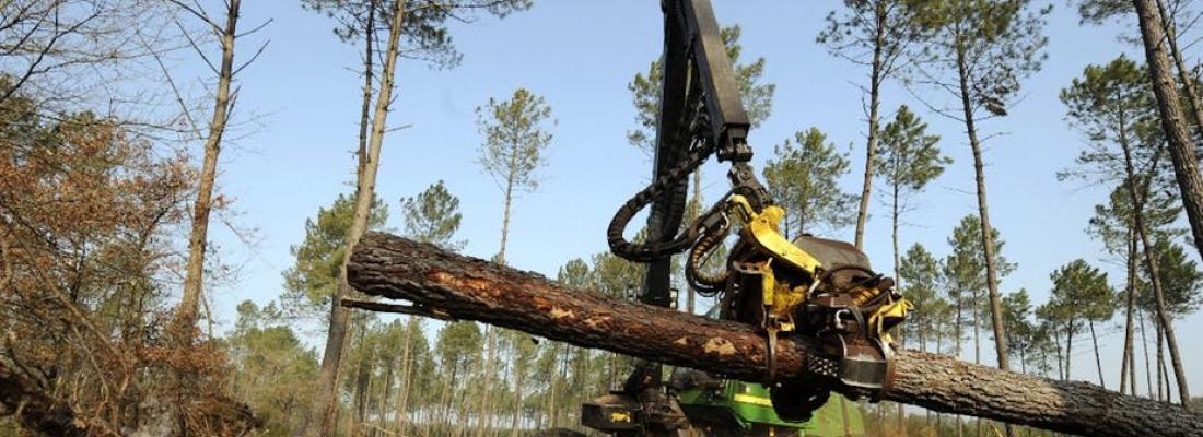 illustration Comment améliorer la mesure des récoltes de bois en Europe ?