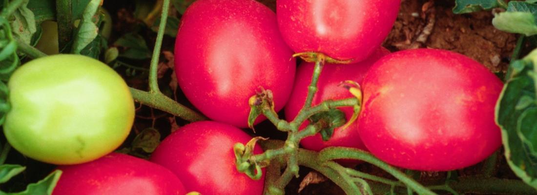 illustration Optimising tomatoes' health benefits 