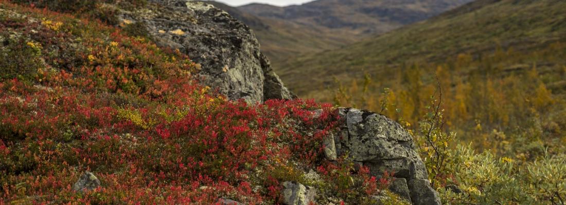illustration Les racines augmentent les émissions de carbone du permafrost 