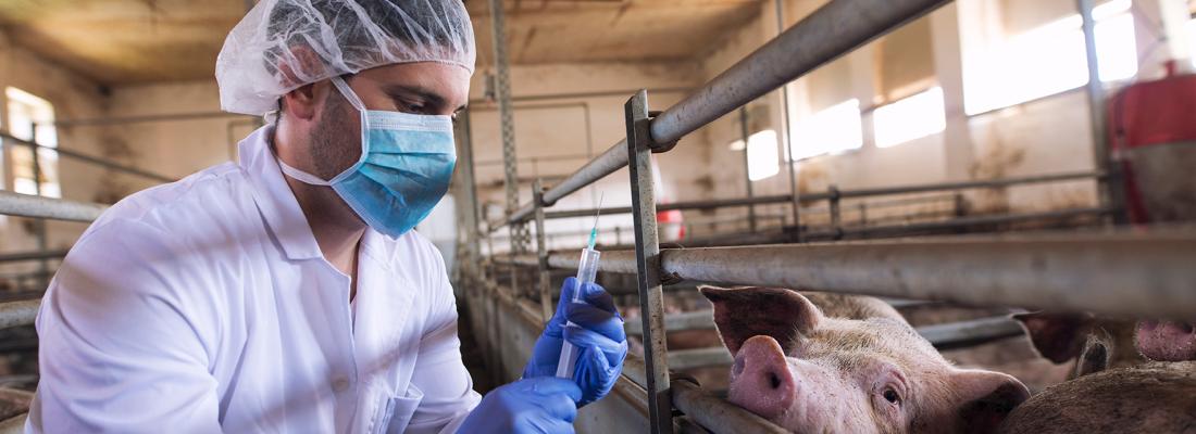 illustration Quand les chercheurs et les acteurs des filières s’allient pour promouvoir l’usage prudent d’antibiotiques en élevage 