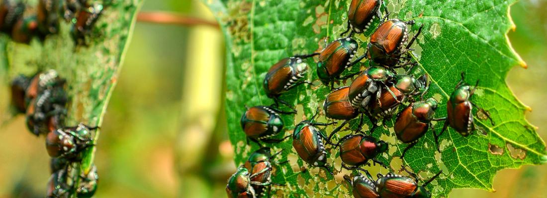 illustration The Japanese beetle in Europe: modelling environmental suitability to customize pest monitoring strategies