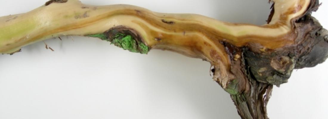 illustration Vigne/Esca : nécroses internes du bois et dégâts sur feuille sont désormais liés par un même symptôme vasculaire