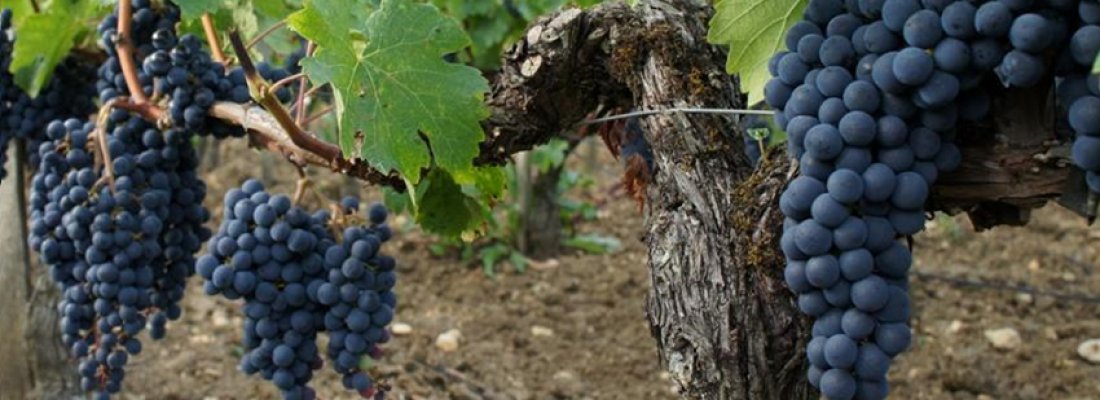 illustration Des systèmes de cultures viticoles agroécologiques testés à Montpellier