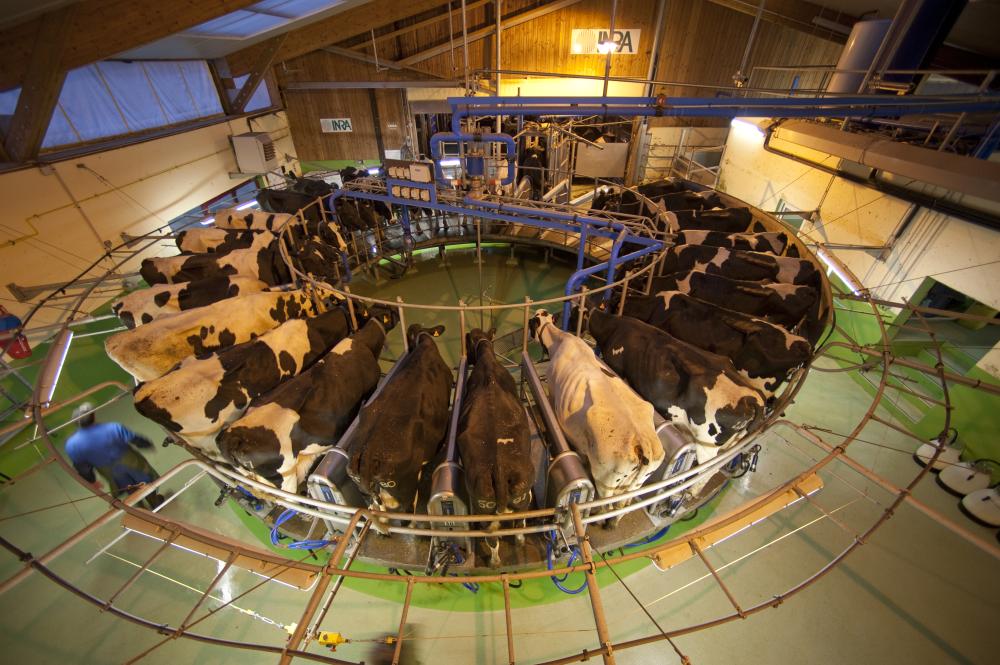 1 - L'élevage laitier aujourd'hui dans le monde