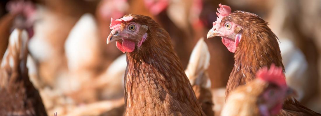 illustration Discovery of heritable resilience indicators in laying hens 