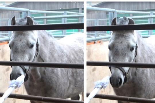 Joy or fear, horses sense our emotions 