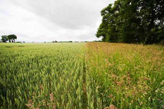 « Une agriculture européenne sans pesticides chimiques  en 2050 ? » : résultats d’une étude prospective inédite