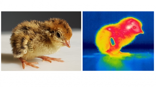 La température d’incubation des œufs de caille japonaise comme levier d’amélioration de la résistance à la chaleur ?