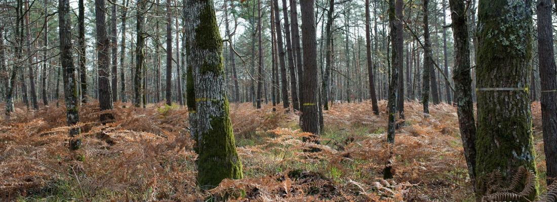 illustration Premiers résultats du dispositif de recherche OPTMix, une forêt-laboratoire pour gérer les forêts face au changement climatique