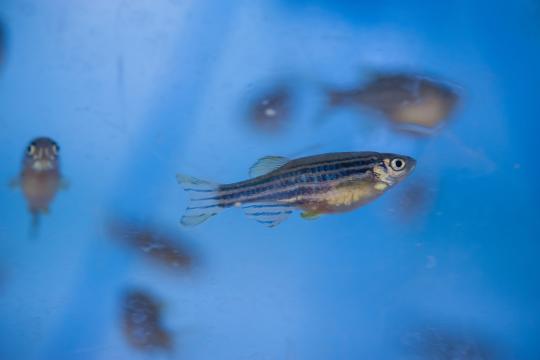 Des découvertes majeures pour la compréhension du système immunitaire des poissons 