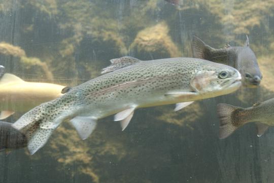 New alternative ingredients and genetic selection are the next game changers in rainbow trout nutrition: a metabolomics appraisal