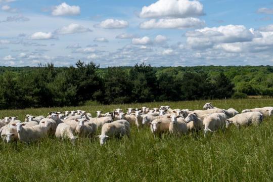 SOBRIETE : un projet innovant mêlant élevage ovin et agro-écologie pour repenser les systèmes de demain