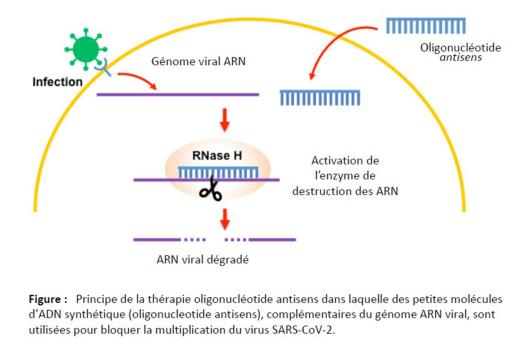 La conception de petites séquences d’ADN synthétique permet de bloquer la multiplication du virus SARS-CoV-2 :  une nouvelle piste de thérapie anti-virale pour la COVID-19 ?