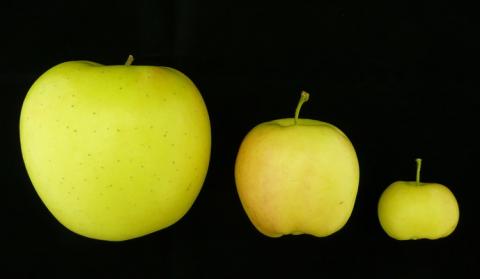 De gauche à droite : un fruit de 'Golden Delicious', un fruit du double haploïde #13 dont le génome a été séquencé et un fruit du double haploïde #18, génétiquement identique au #13. La différence de taille de fruit entre les deux doubles haploïdes est due à des différences épigénétiques identifiées autour de gènes clés impliqués dans le développement du fruit