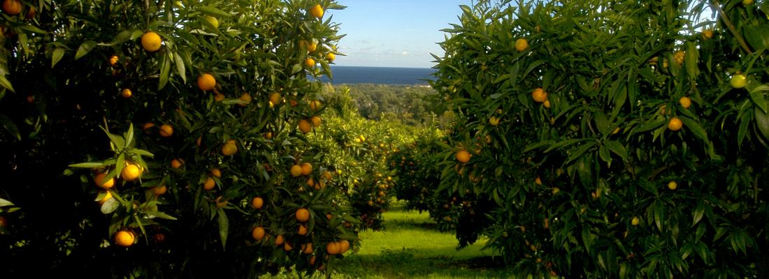 illustration Corsica: seeing the future in citrus