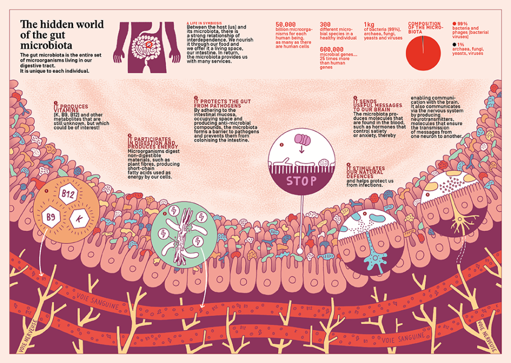 The gut microbiota