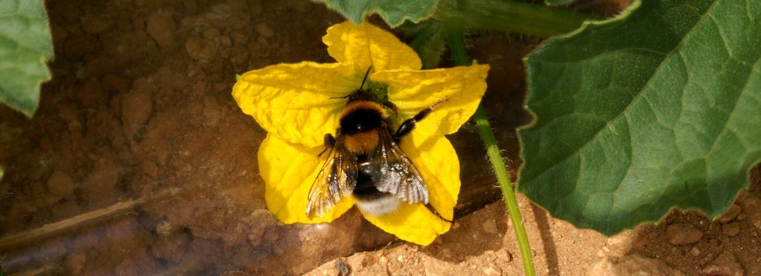 illustration Des experts scientifiques internationaux évaluent le déclin des pollinisateurs dans le monde