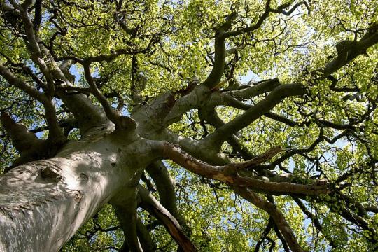 Toward a better understanding of tree-related microhabitats