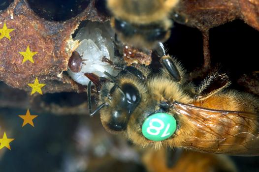 An ERC Grant for Fanny Mondet to study hygiene bee-haviour