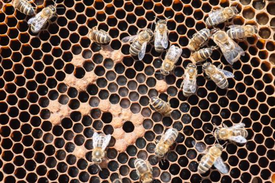 Les abeilles hygiéniques plus résistantes face à un redoutable parasite
