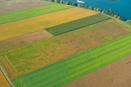 Using intercropping systems for sustainable global agricultural production