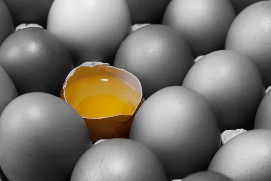  La coquille d’œuf de poule et ses molécules antimicrobiennes