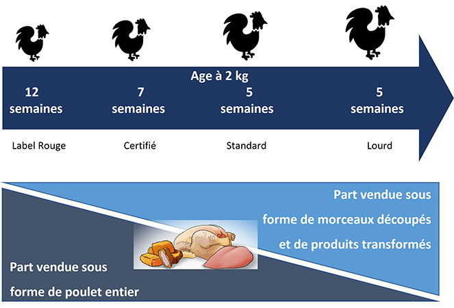 Infographie différents types de poulets (Label rouge, certifié, standard, lourd)