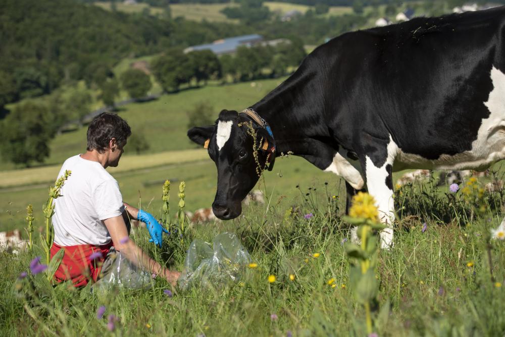 Dairy Cows: Grazing to the Future