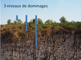 Différents niveaux de dommages causés par l'incendie (Istres, juin 2017).