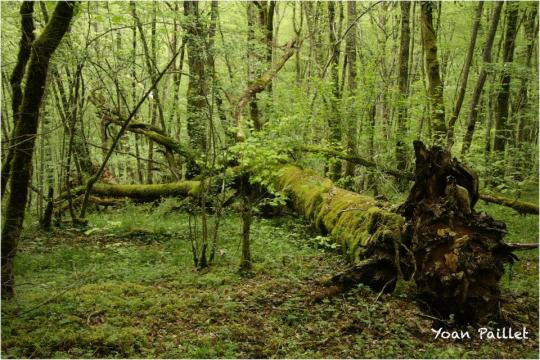 3% of French forests have not been harvested for at least 50 years