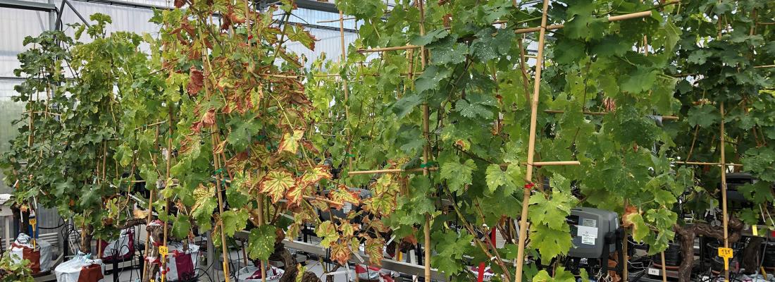 illustration Drought curbs vine disease