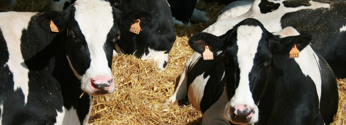 illustration Productivité laitière et émissions de gaz à effet de serre d’élevages bovins caractérisés par des systèmes fourragers « hors normes »