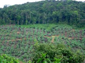 Déforestion en Guyane française à Cacao pour le développement d’une plantation de bananiers et d’orangers.